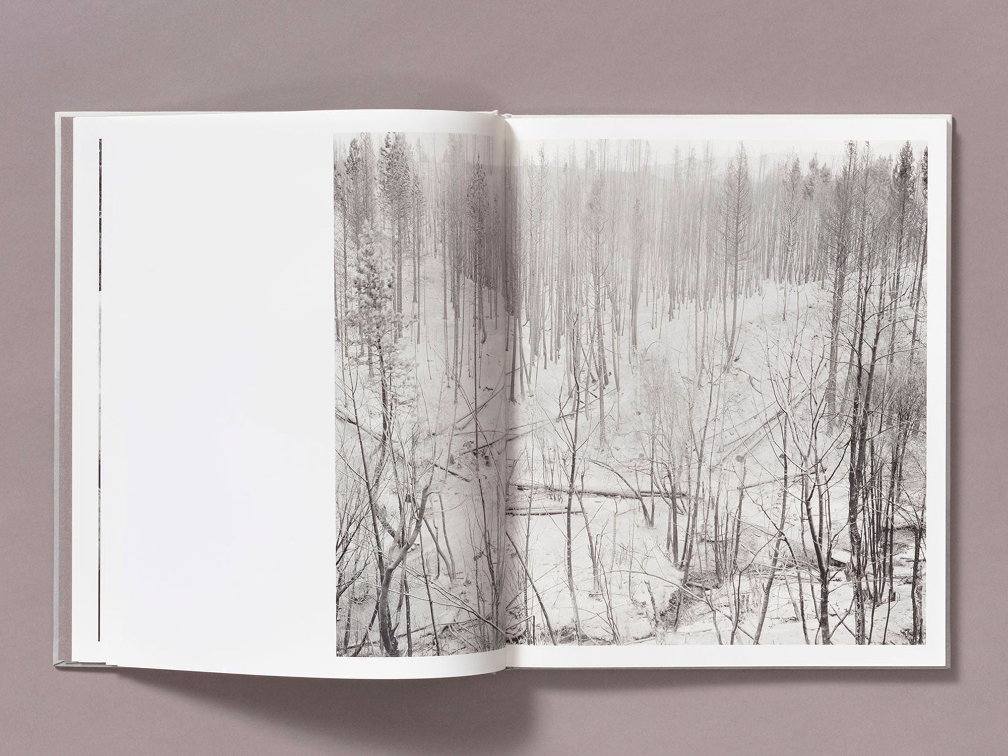 Special Edition / The Weight Of Ash - Ian Bates