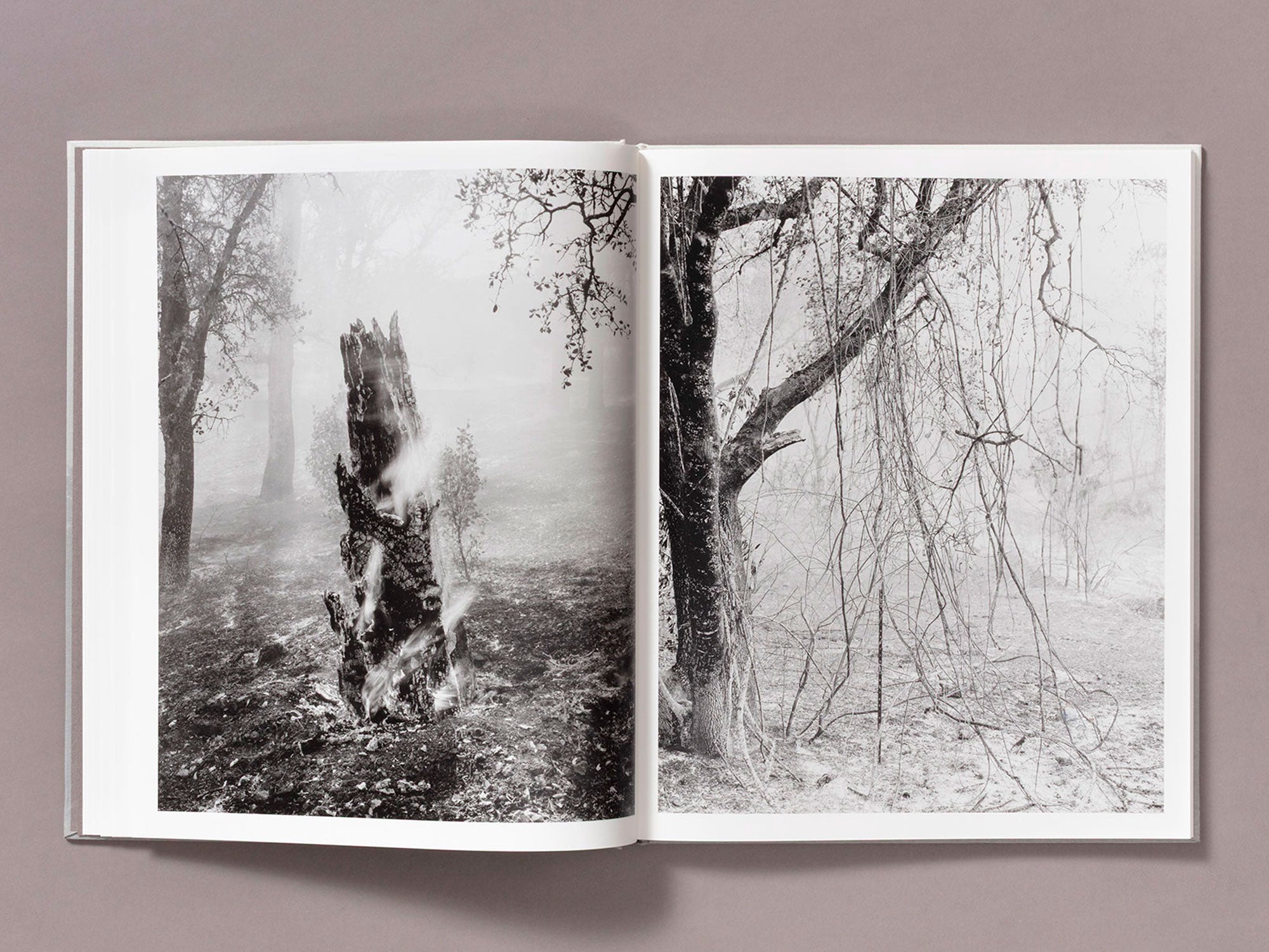 Special Edition / The Weight Of Ash - Ian Bates