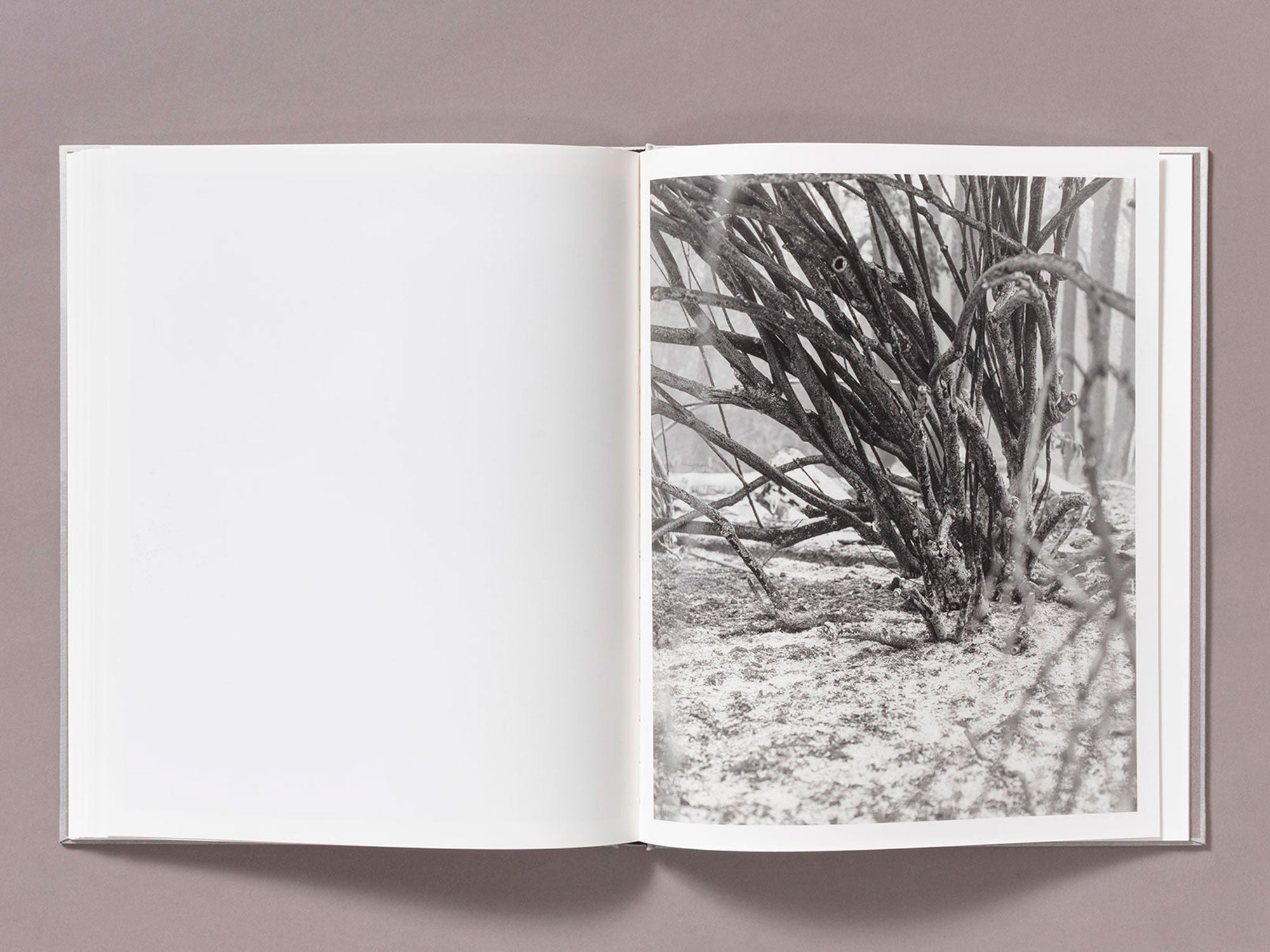 Special Edition / The Weight Of Ash - Ian Bates