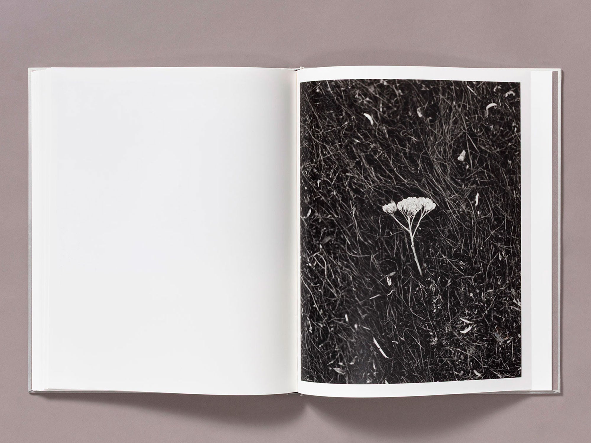 Special Edition / The Weight Of Ash - Ian Bates