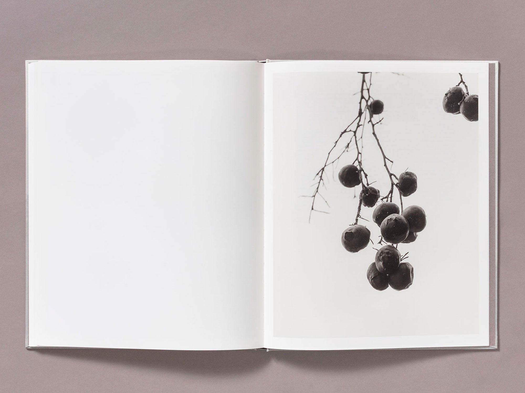 Special Edition / The Weight Of Ash - Ian Bates