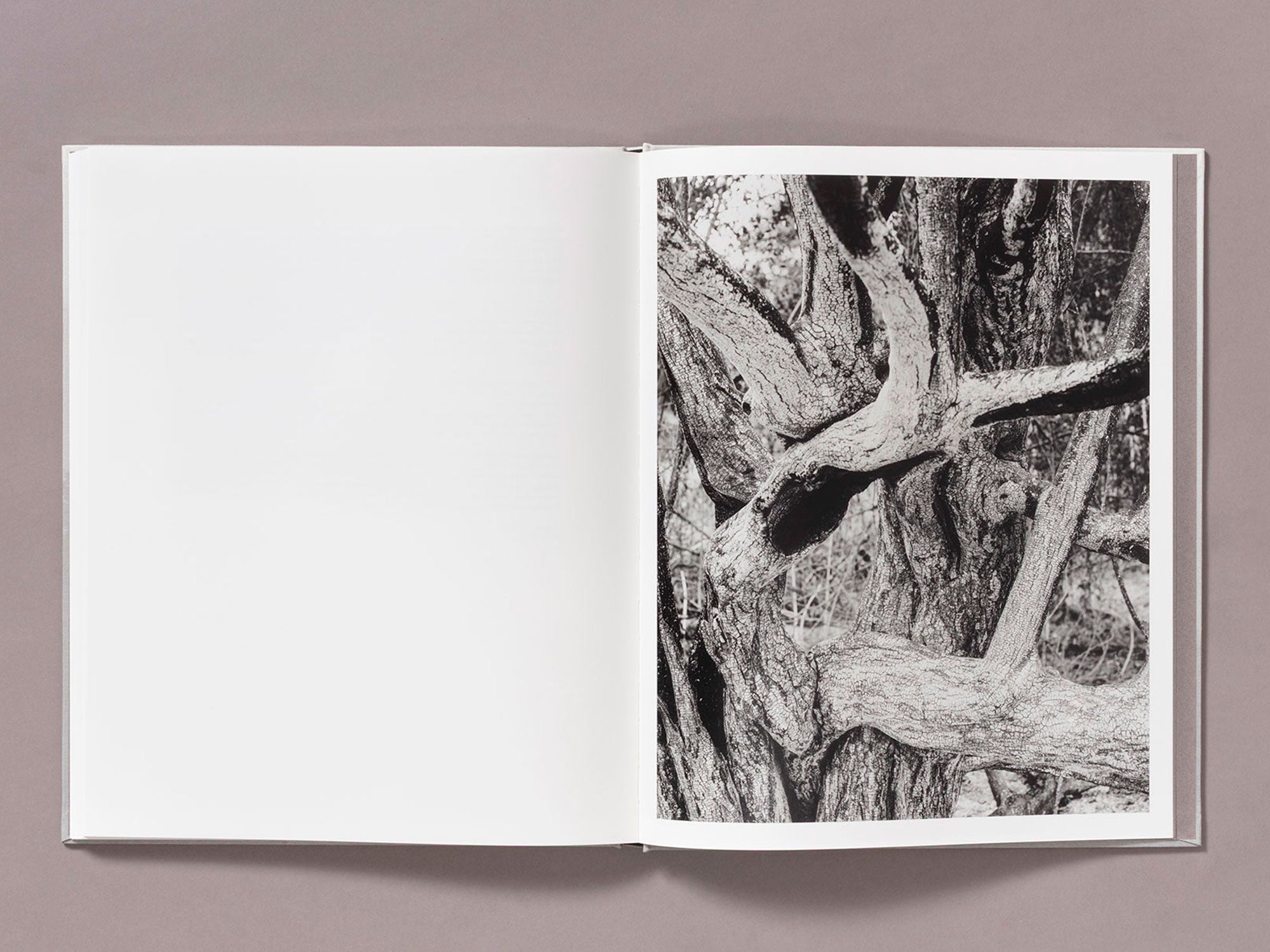 Special Edition / The Weight Of Ash - Ian Bates