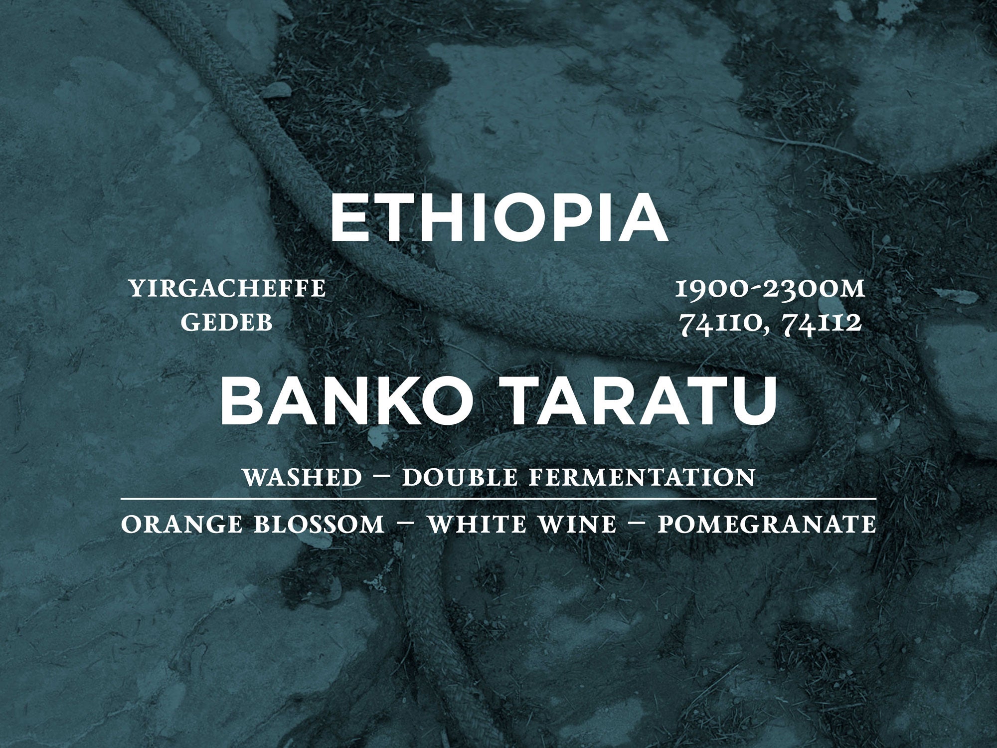 Ethiopia - Banko Taratu