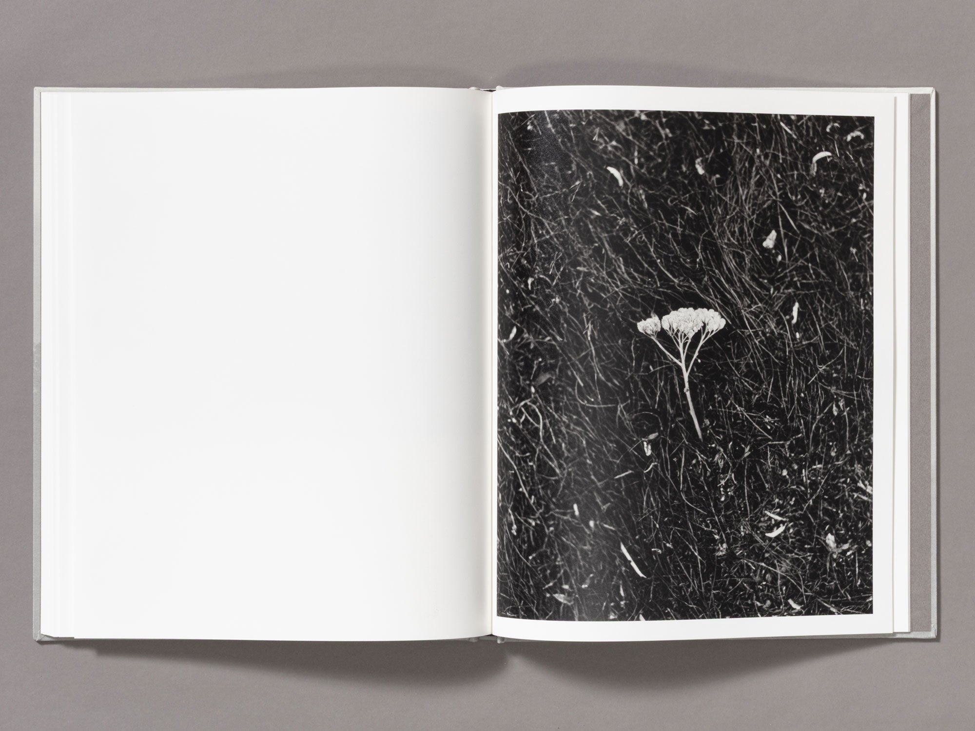 Special Edition / The Weight Of Ash - Ian Bates