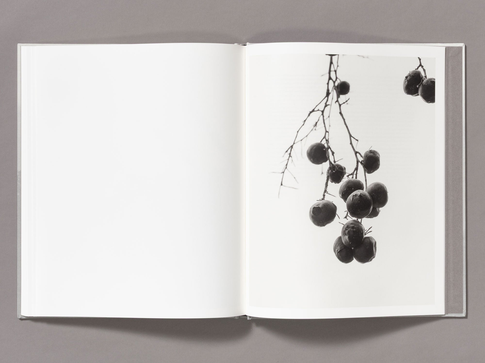 Special Edition / The Weight Of Ash - Ian Bates