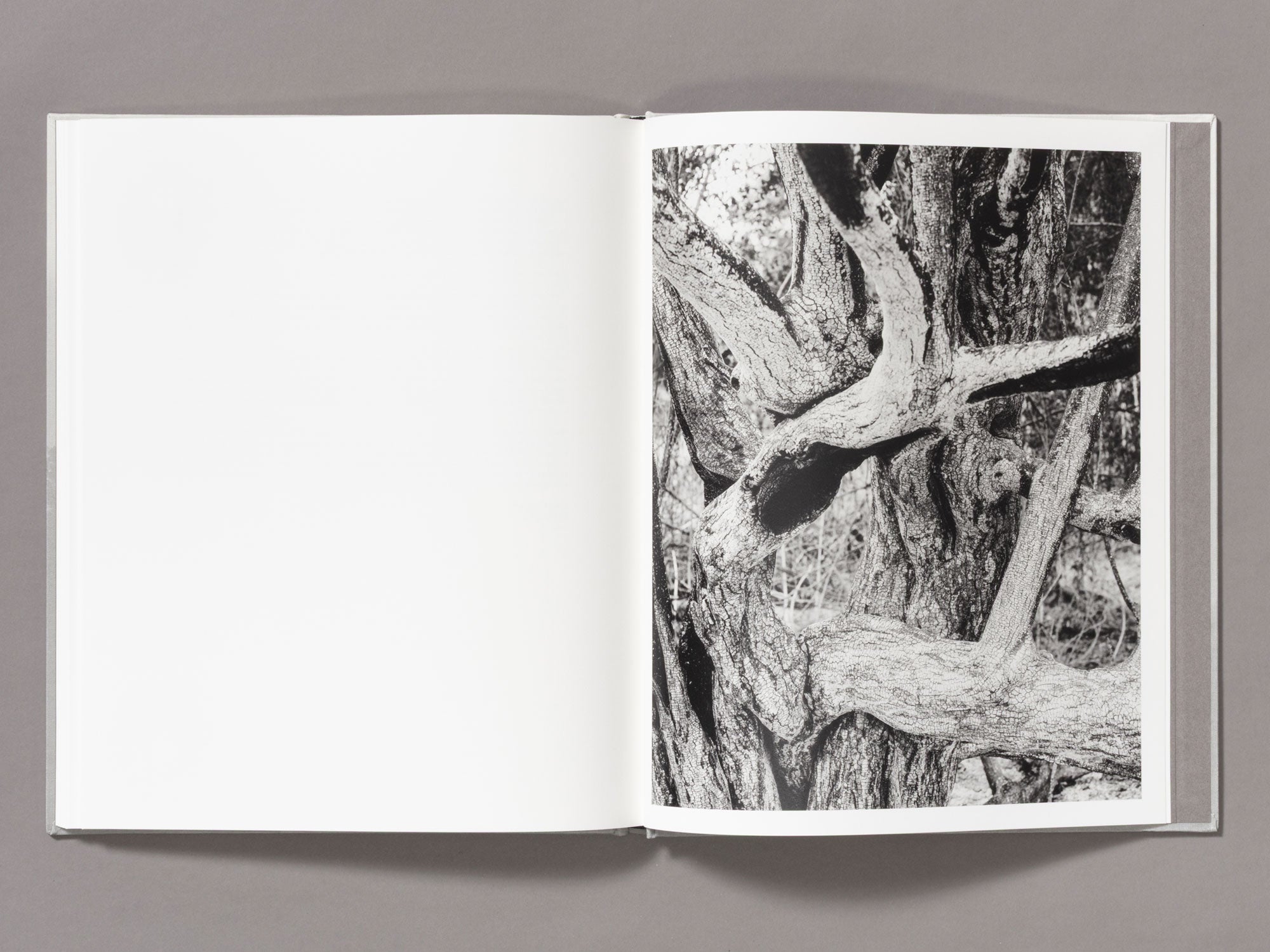 Special Edition / The Weight Of Ash - Ian Bates