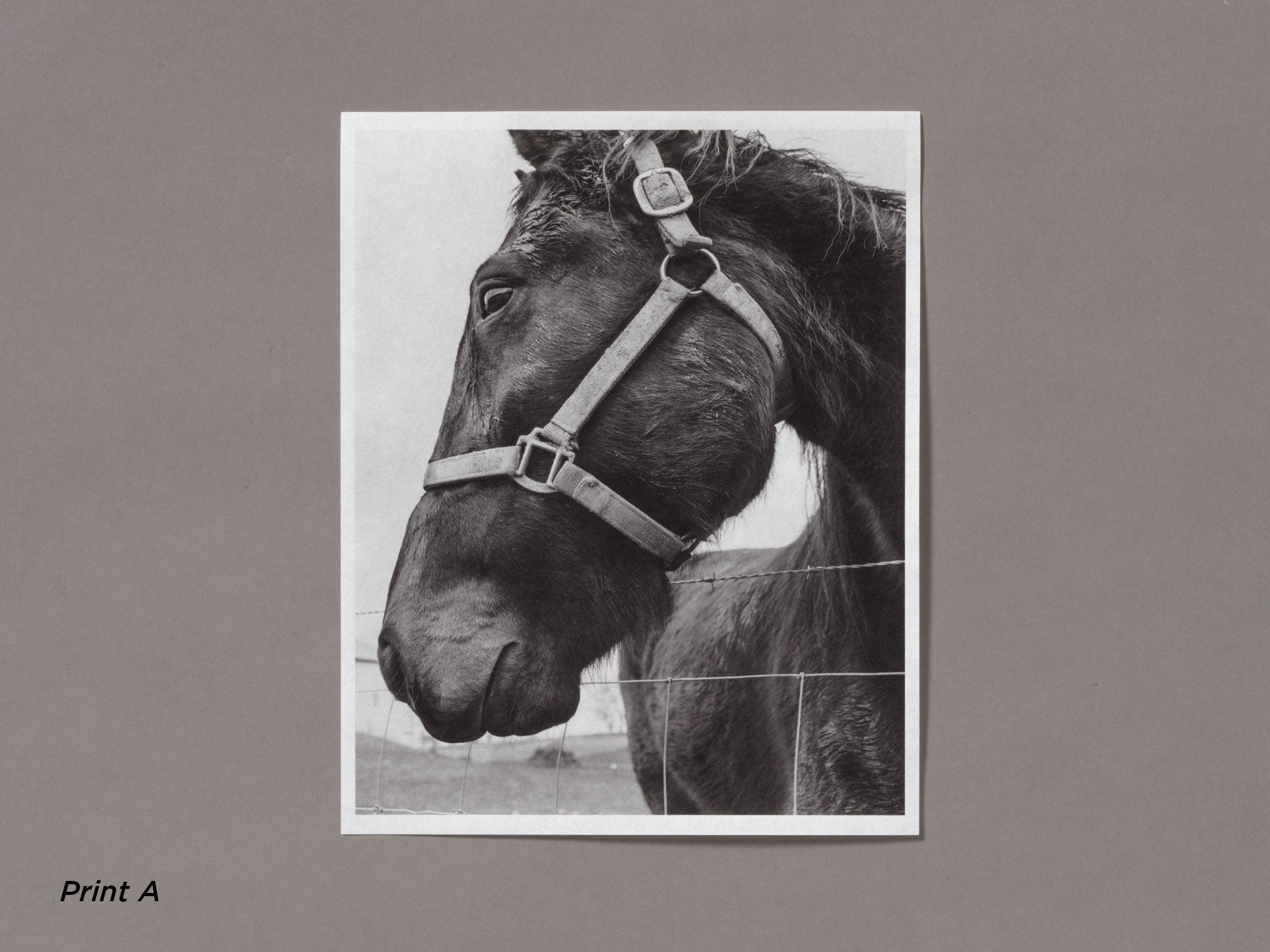 Special Edition / Snow - Vanessa Winship