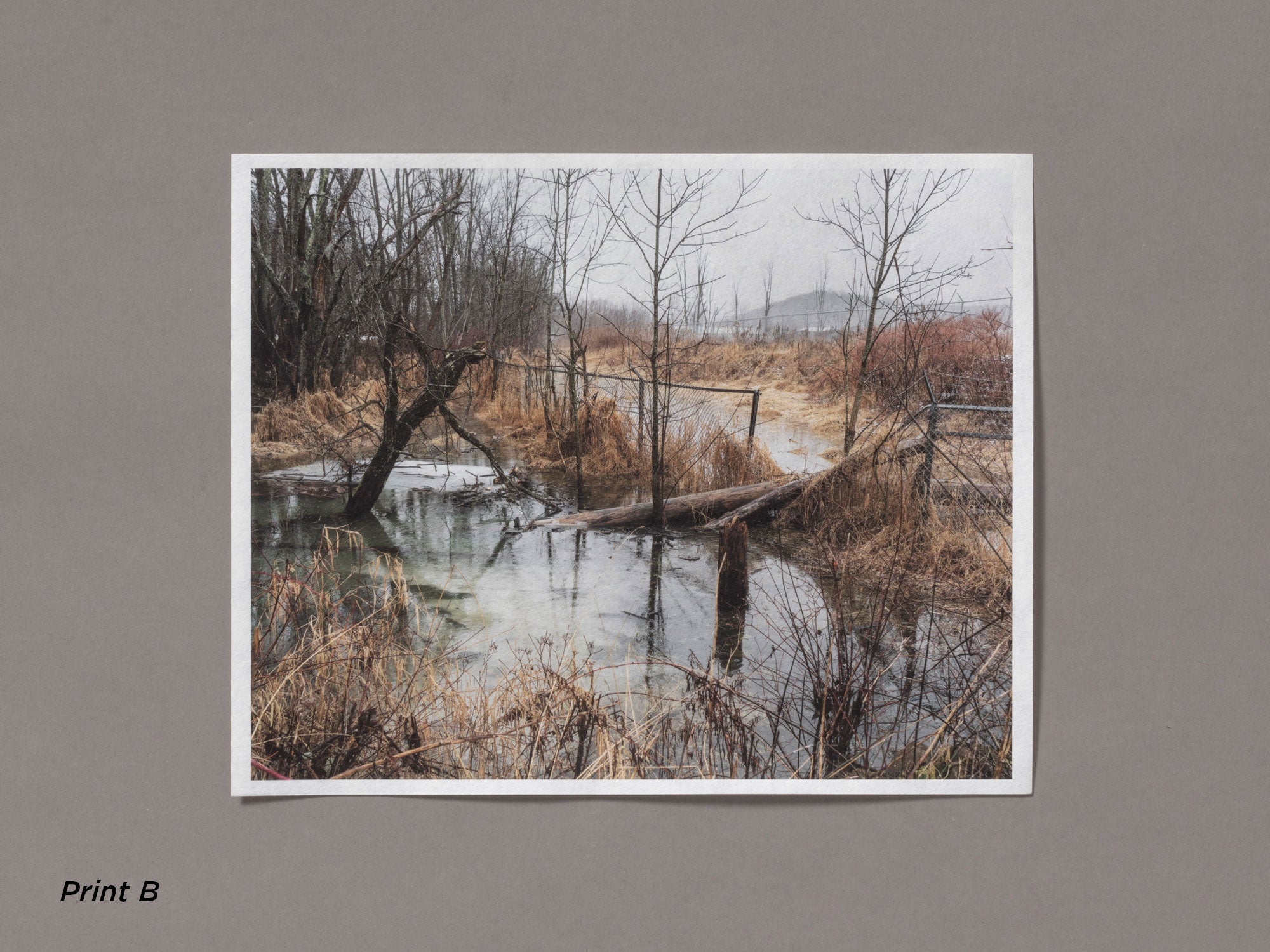 Special Edition / Snow - Vanessa Winship