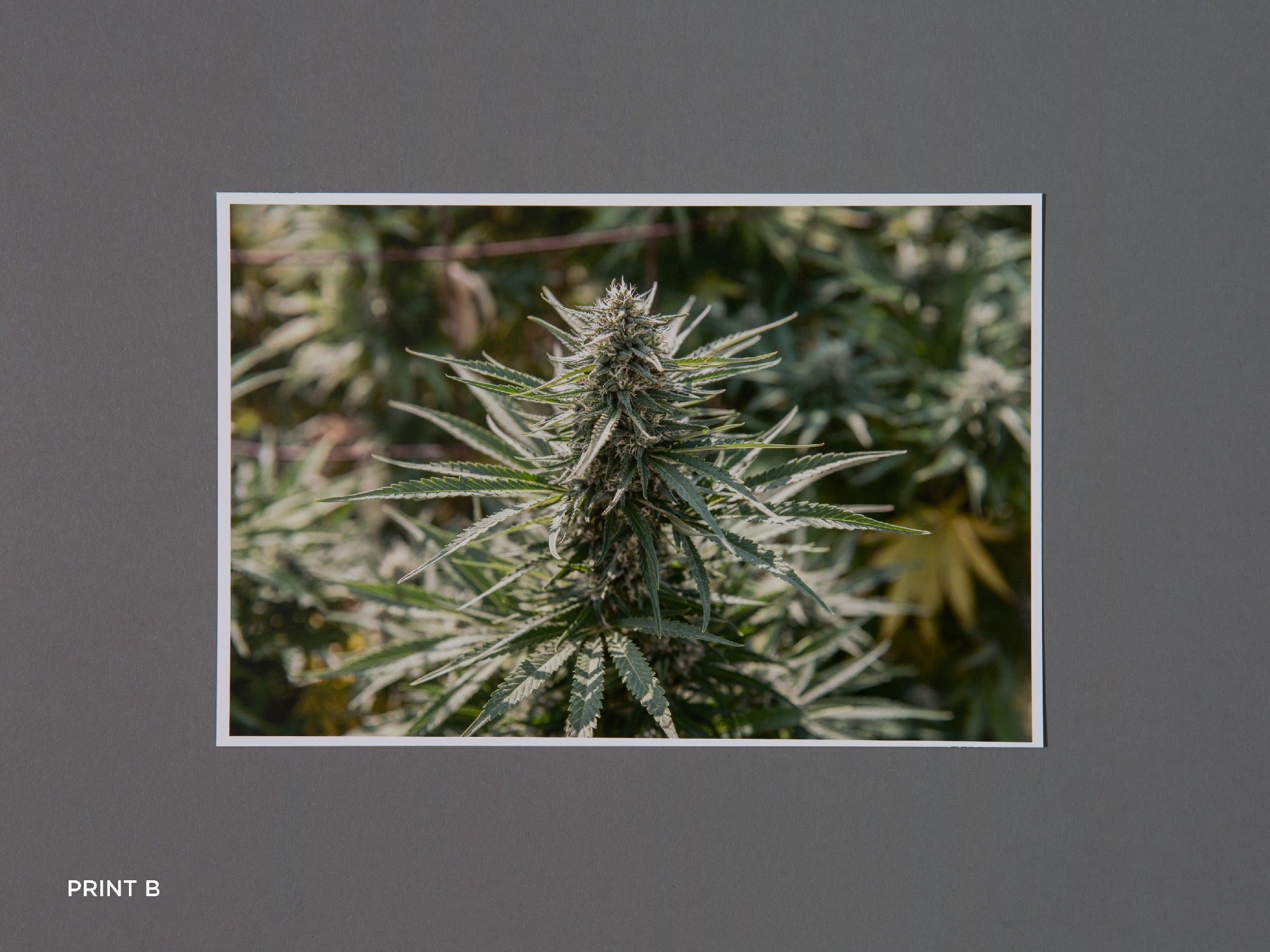 SPECIAL EDITION / In The Vicinity - Ed Panar