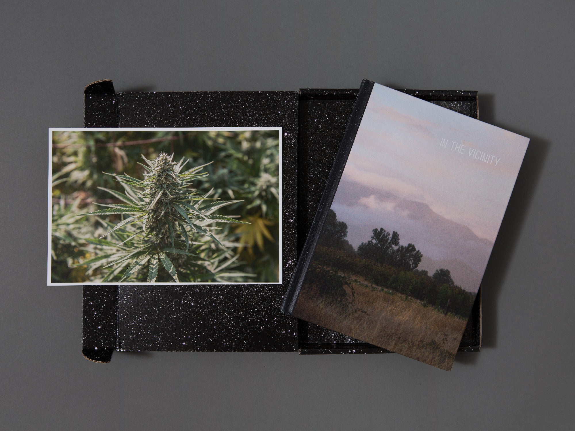 SPECIAL EDITION / In The Vicinity - Ed Panar