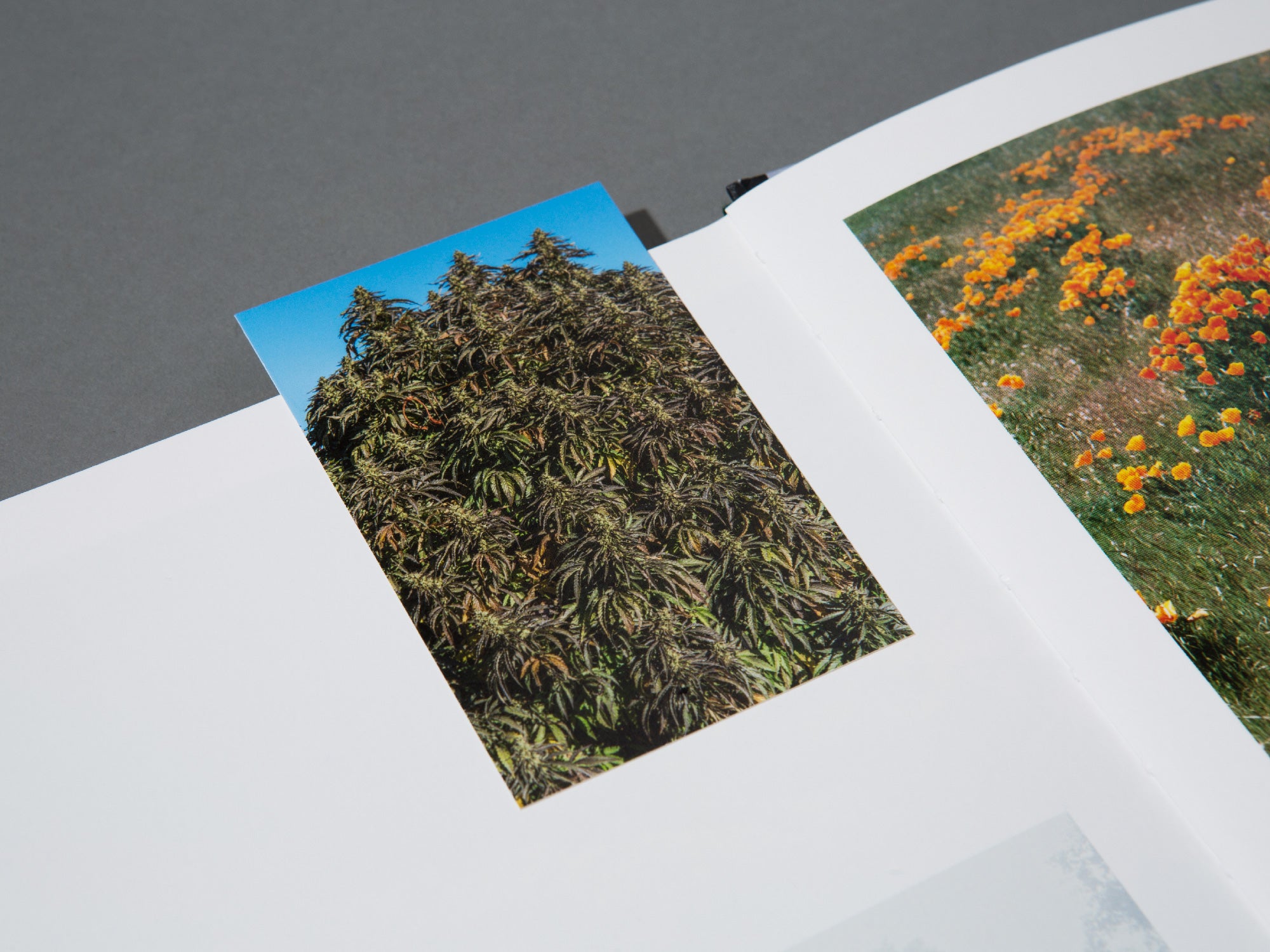 SPECIAL EDITION / In The Vicinity - Ed Panar