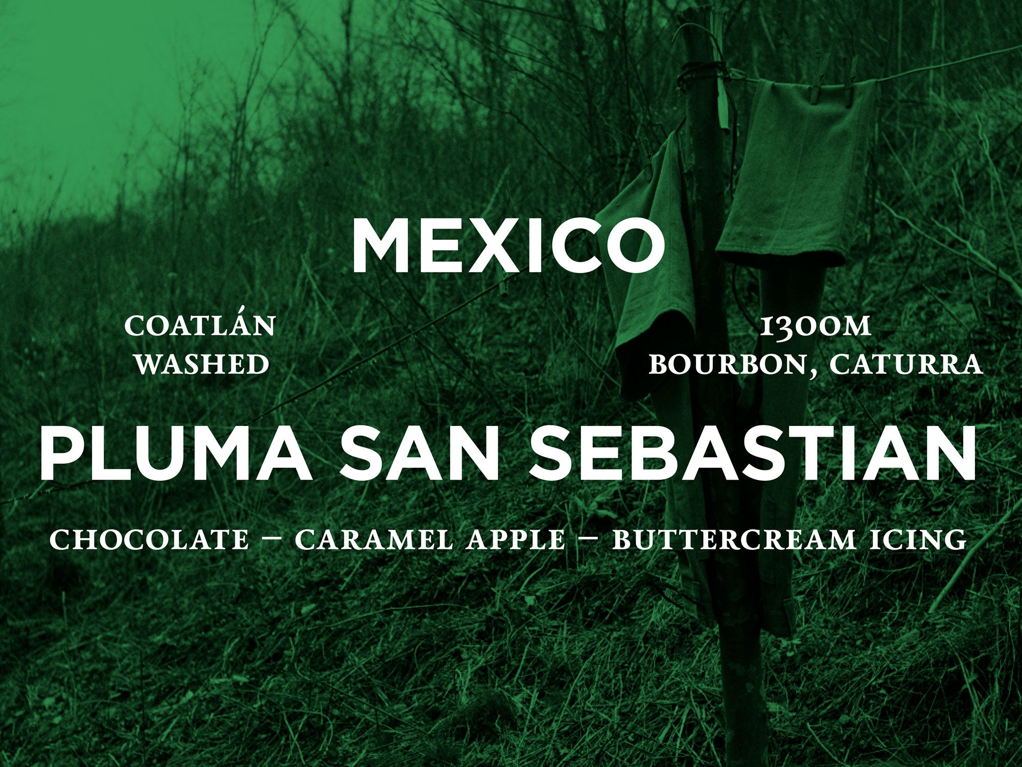 Mexico - Pluma San Sebastian