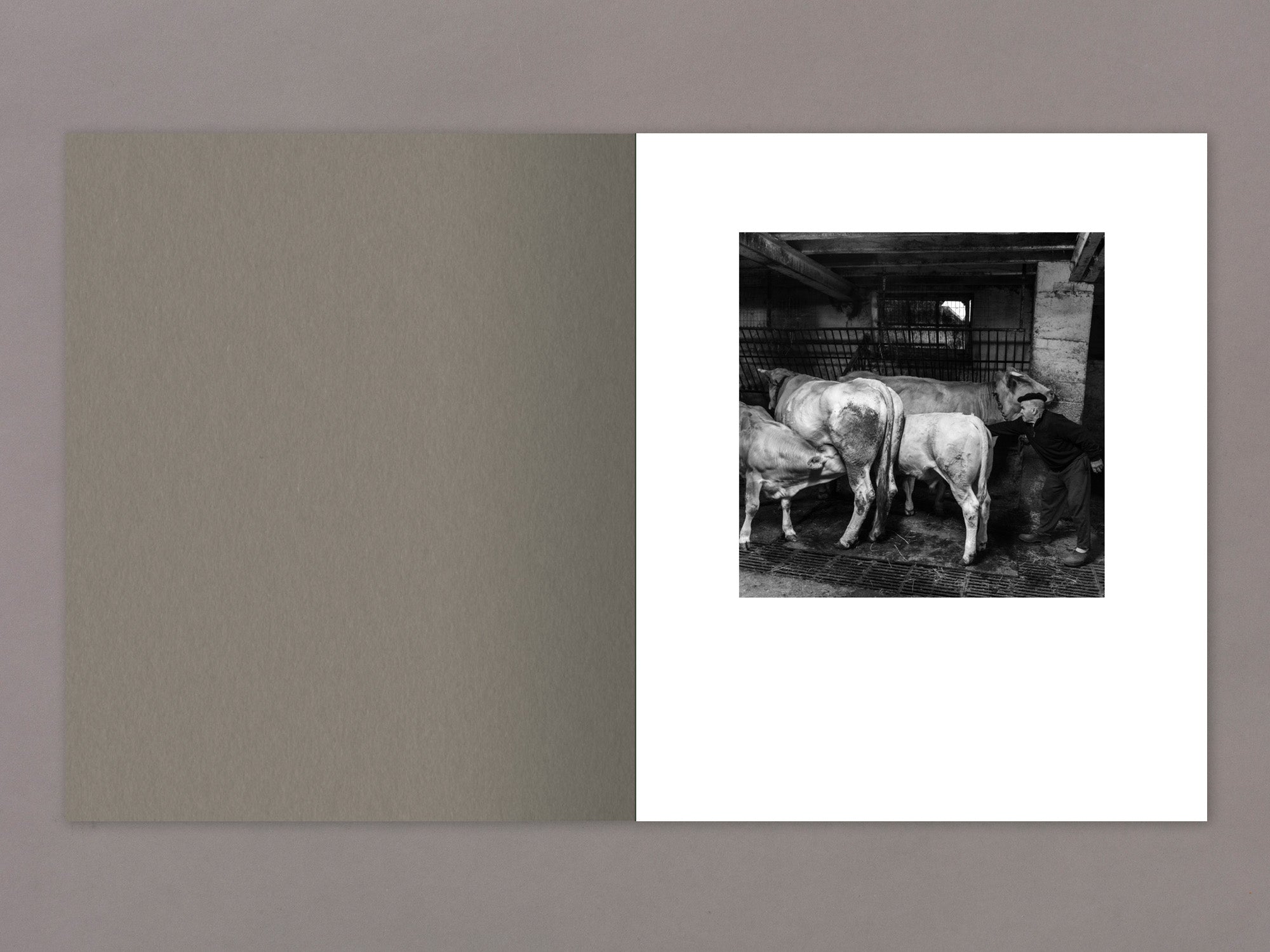 Special Edition / Gure Bazterrak (Our Land) - Anne Rearick