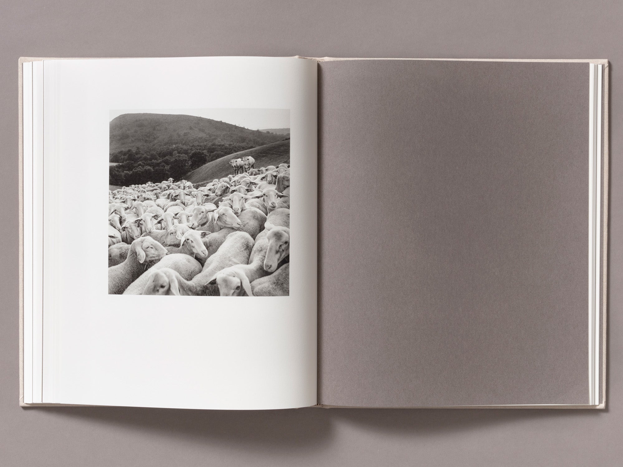 Special Edition / Gure Bazterrak (Our Land) - Anne Rearick