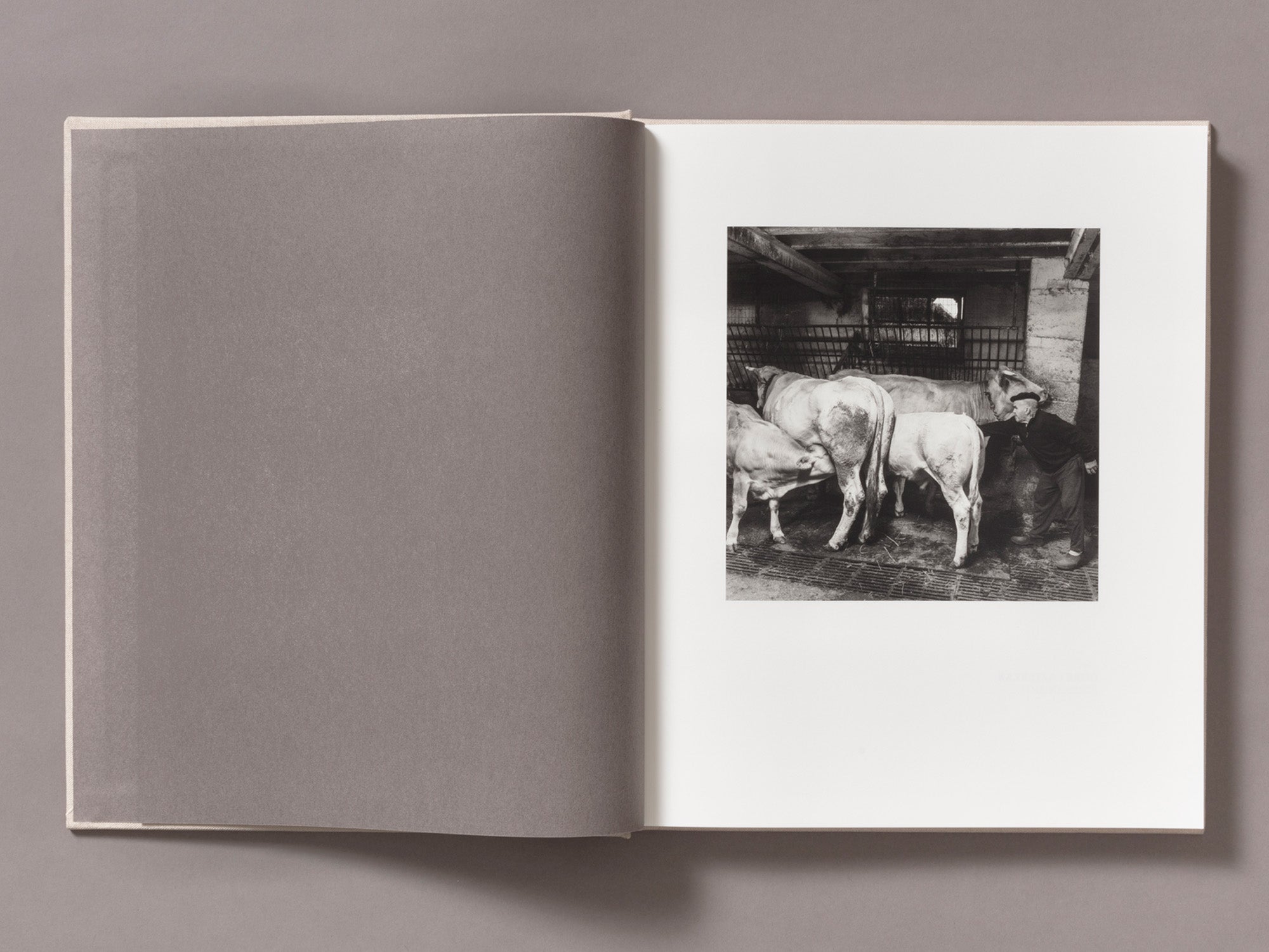 Special Edition / Gure Bazterrak (Our Land) - Anne Rearick