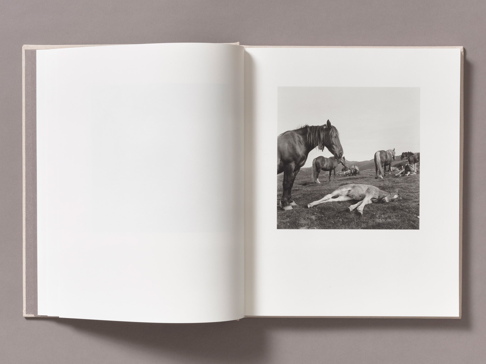 Special Edition / Gure Bazterrak (Our Land) - Anne Rearick