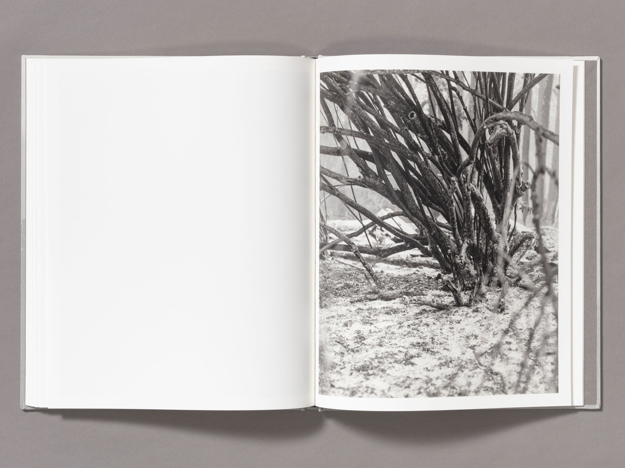 Special Edition / The Weight Of Ash - Ian Bates