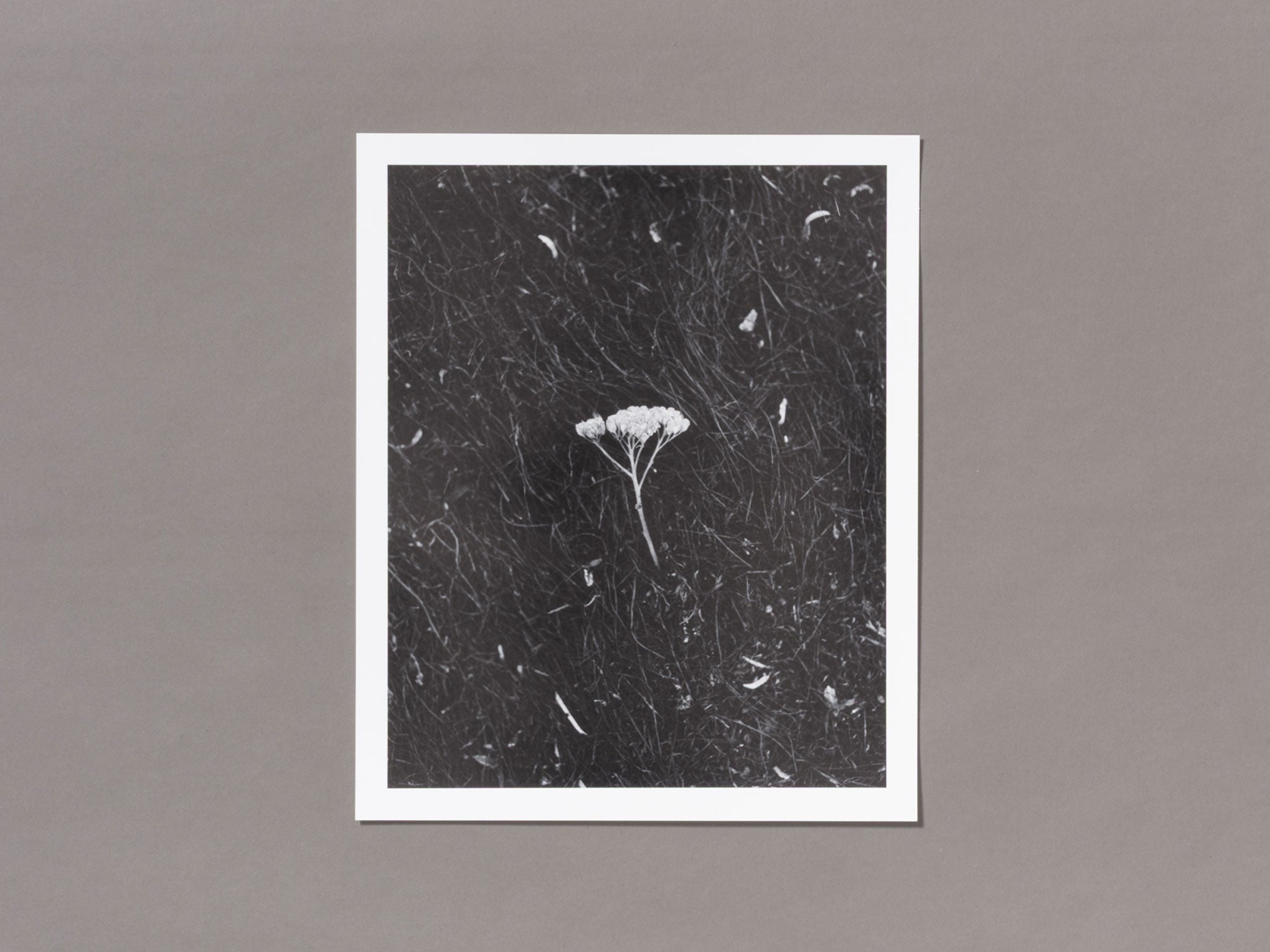 Special Edition / The Weight Of Ash - Ian Bates