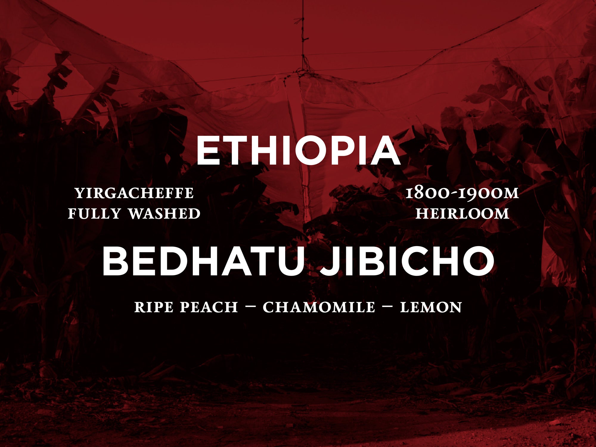Ethiopia - Bedhatu Jibicho